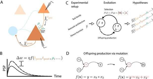 How Algorithms Mimic Biological Evolution to Enhance Learning Efficiency