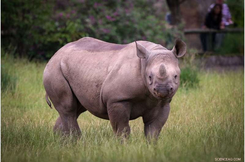 World s First Rhino Horn NFT Auction in South Africa for Conservation Funding