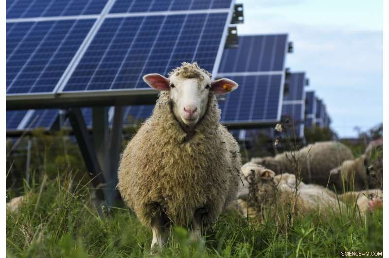 Solar Farms Foster Biodiversity and Agriculture: Benefits for Bees, Sheep, and Crops