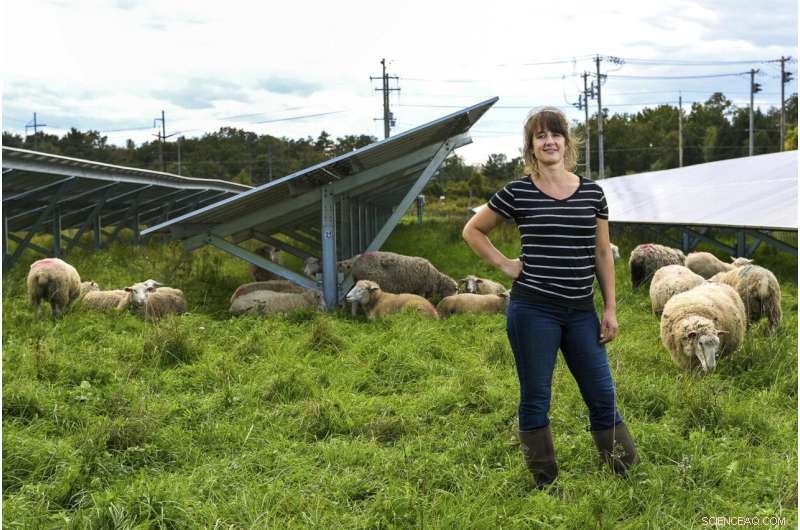 Solar Farms Foster Biodiversity and Agriculture: Benefits for Bees, Sheep, and Crops
