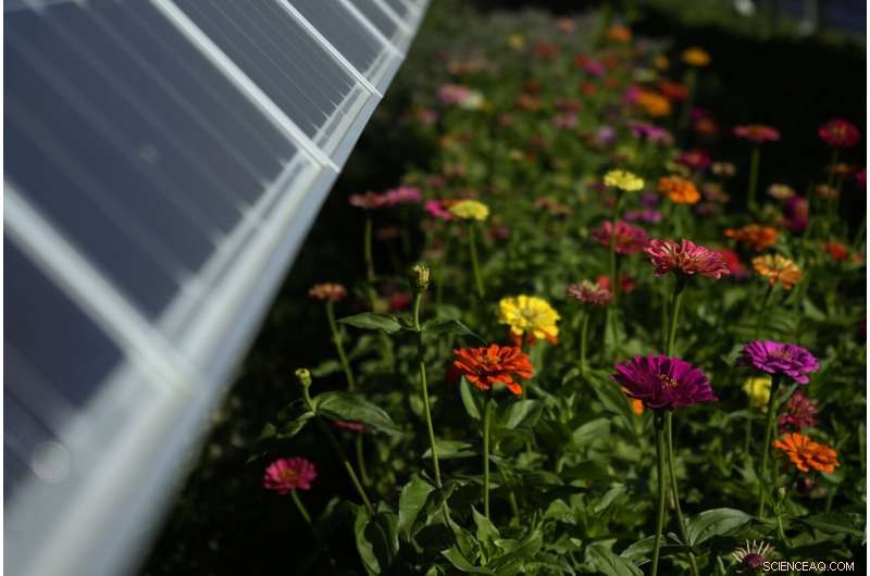 Solar Farms Foster Biodiversity and Agriculture: Benefits for Bees, Sheep, and Crops