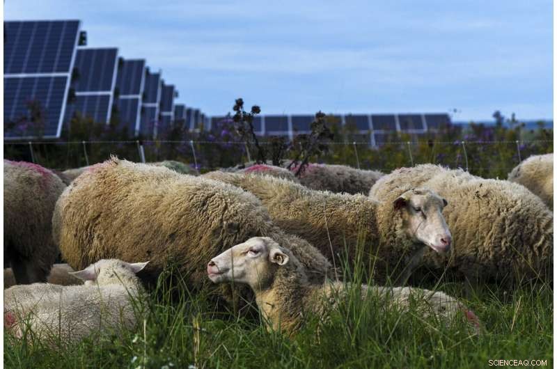 Solar Farms Foster Biodiversity and Agriculture: Benefits for Bees, Sheep, and Crops
