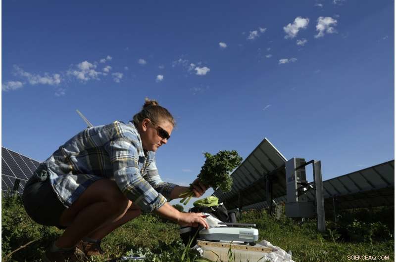 Solar Farms Foster Biodiversity and Agriculture: Benefits for Bees, Sheep, and Crops