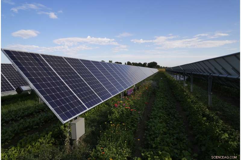 Solar Farms Foster Biodiversity and Agriculture: Benefits for Bees, Sheep, and Crops