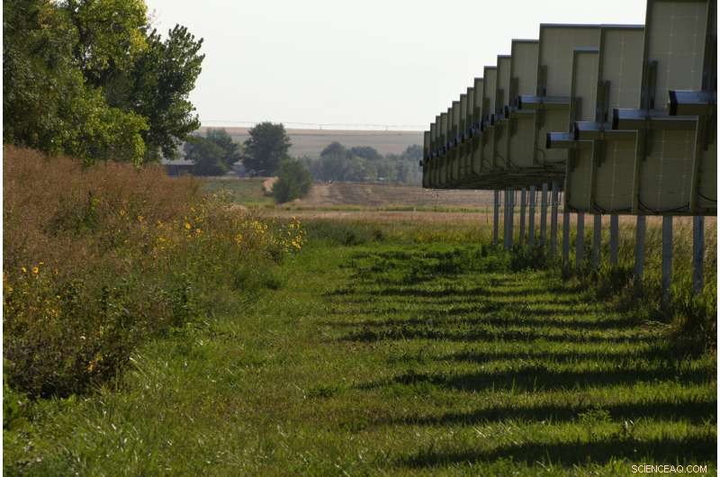 Solar Farms Foster Biodiversity and Agriculture: Benefits for Bees, Sheep, and Crops