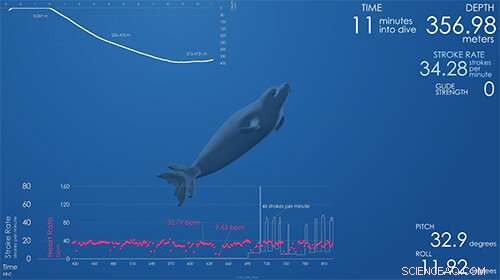Data-Driven Animations: Integrating Biology, Art, and Computation in Marine Mammal Research