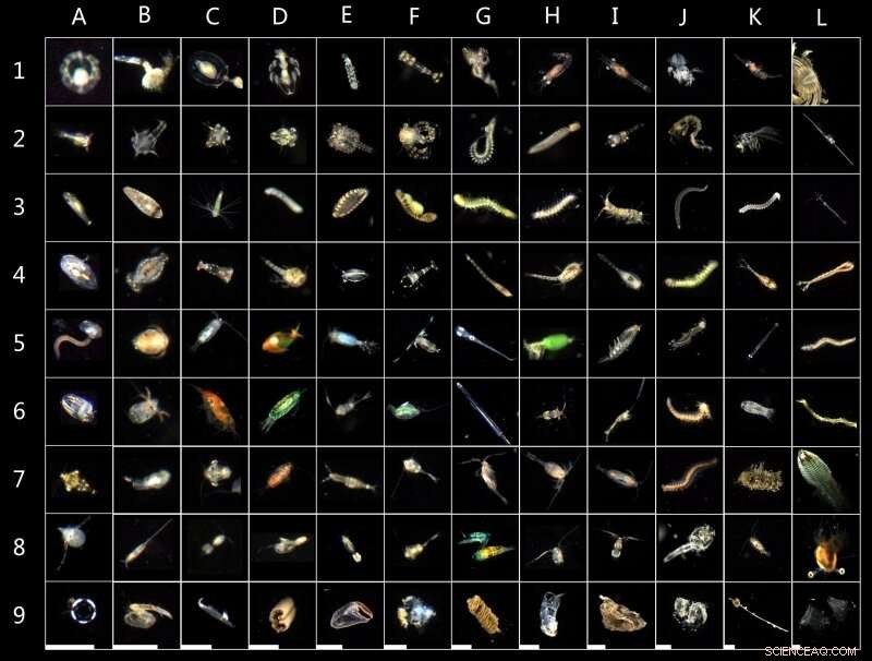 Advanced Buoy-Based Dark Field Imaging System Transforms Marine Plankton Monitoring