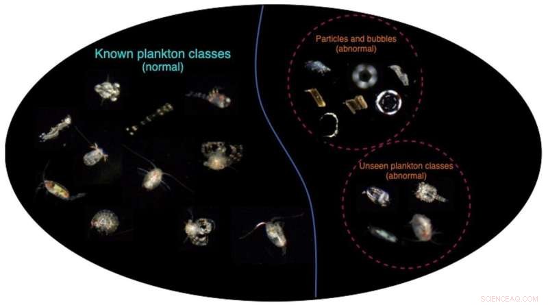 Enhancing AI Classifiers for Accurate Plankton Image Sorting