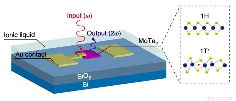 Direct Modulation of Second-Order Optical Susceptibility in Monolayer Molybdenum Ditelluride for Advanced Nonlinear Optics