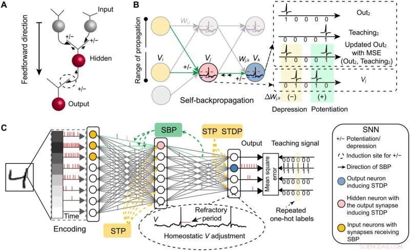 Enhancing AI Learning: Mesoscale Neural Plasticity in Spiking Neural Networks