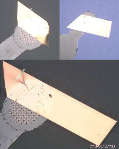 Sulfur-Based Molecular Modification Enhances Organic Semiconductor Performance for Flexible Electronics