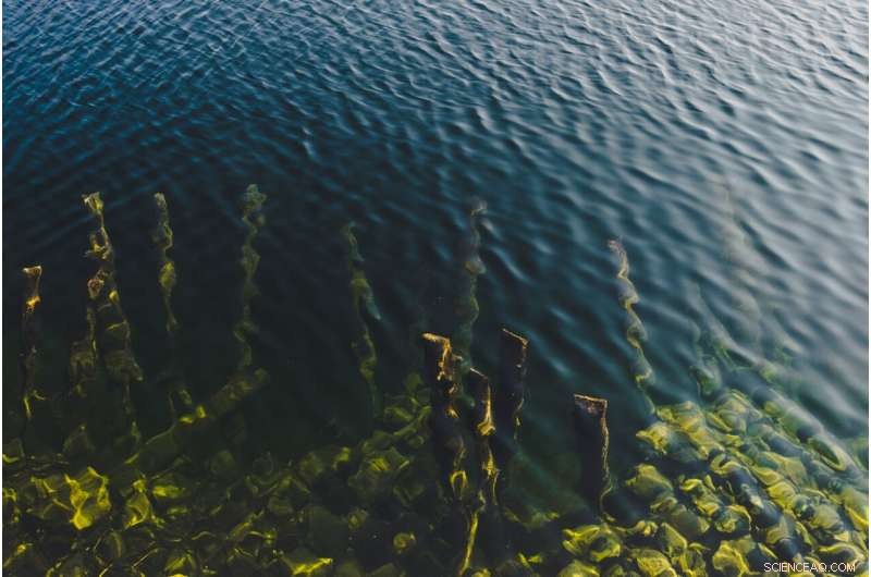 Machine Learning for Seaweed Conservation: Insights from MIT Media Lab