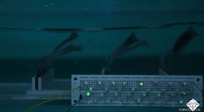 Seaweed-Inspired Triboelectric Nanogenerator Efficiently Harvests Ocean Wave Energy