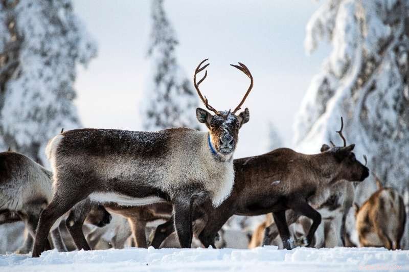 Norway Court Rules Wind Farms Harm Sami Reindeer Herders
