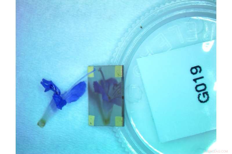 MIT Engineers Achieve Breakthrough in Novel Semiconductor Materials