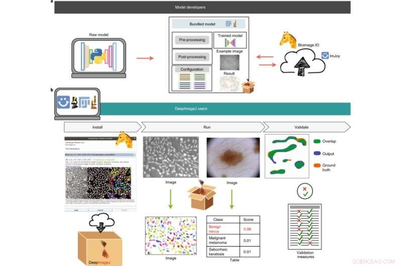 DeepImageJ: Effortless AI-Powered Image Analysis for Life Science Research