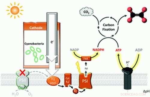 Breakthrough: Engineered Cyanobacteria Convert CO2 to Ethylene Using Electricity