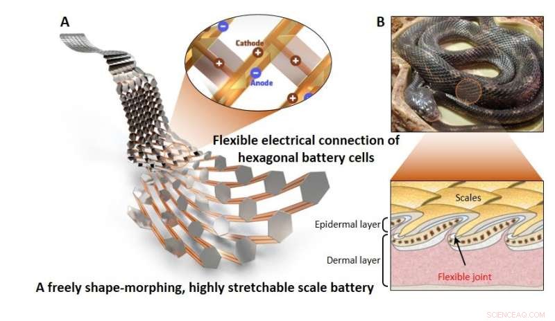 Snake Scale-Inspired Stretchable Battery: High Safety and Flexibility through Biomimetic Design