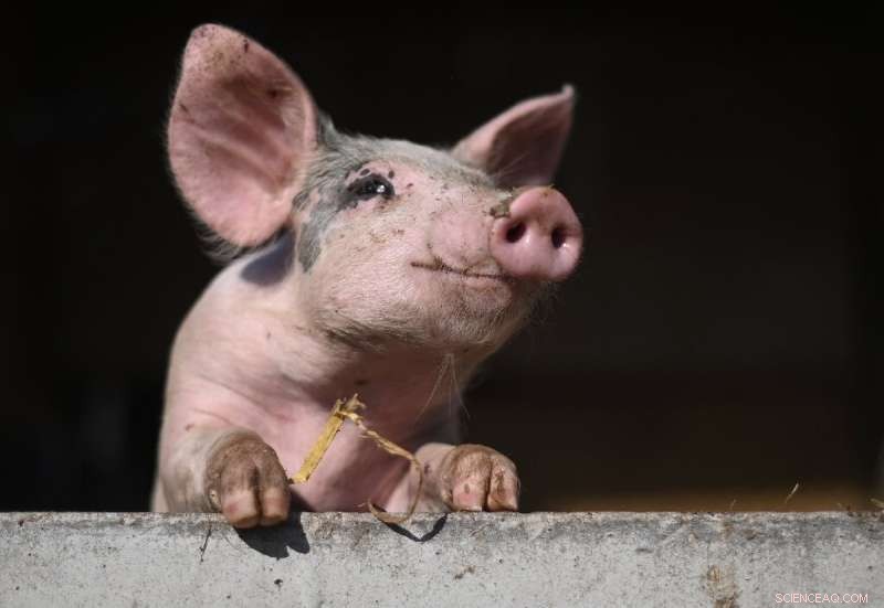 UK Energy Crisis: Fertiliser and CO2 Shortages Threaten Farms and Supply Chains