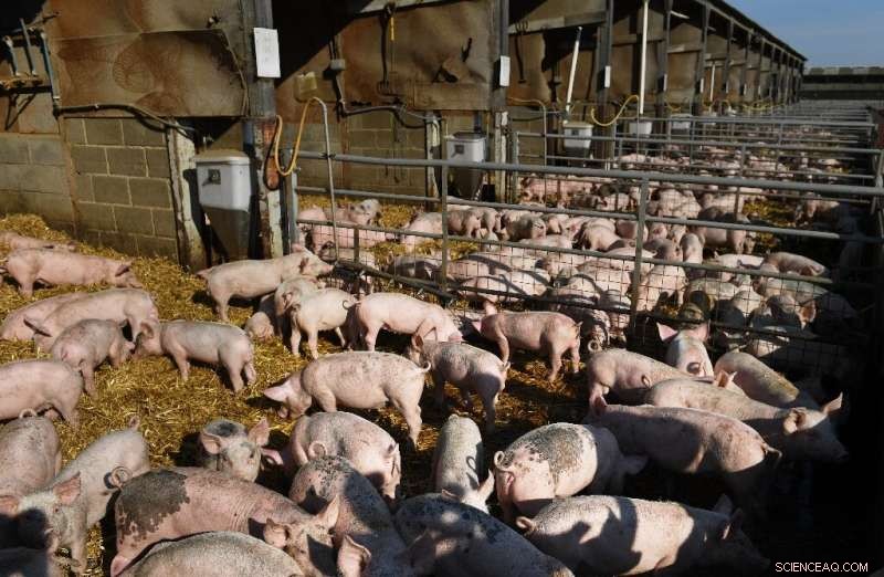 UK Energy Crisis: Fertiliser and CO2 Shortages Threaten Farms and Supply Chains