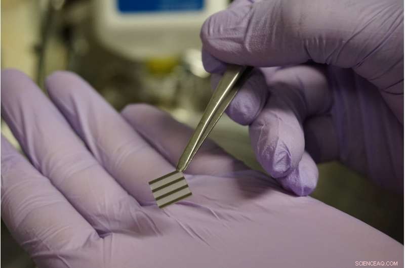 Sea Slug-Inspired Quantum Materials Advance AI Hardware Efficiency