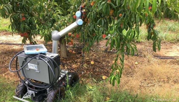 Robotic Revolution: Transforming Peach Orchards in Georgia