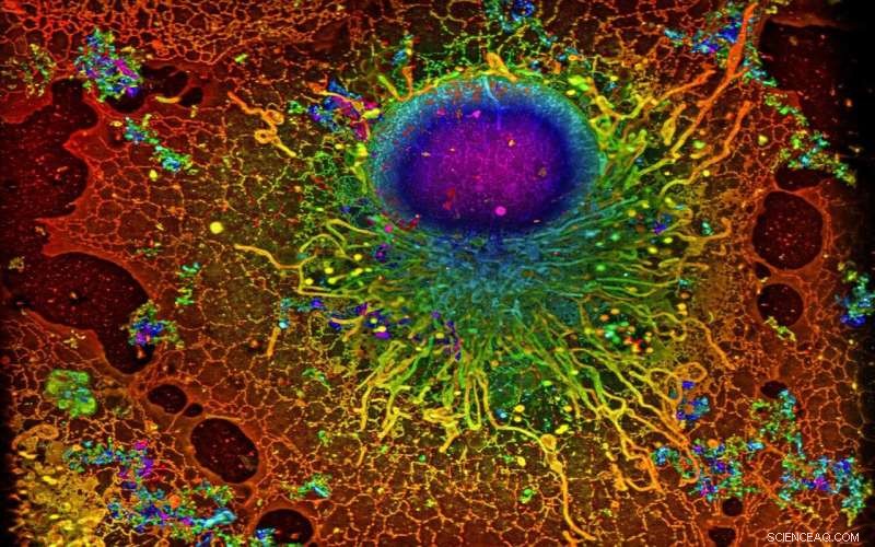 Revolutionizing Cell Imaging: How Machine Learning Enhances Biological Image Analysis