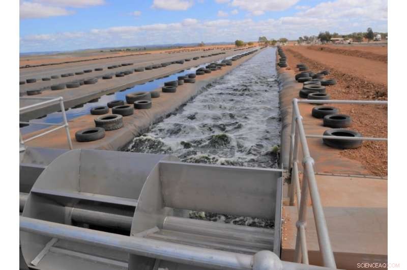 Sustainable Wastewater Recycling: Flinders University s HRAP Breakthrough in Microalgal Biomass Harvesting