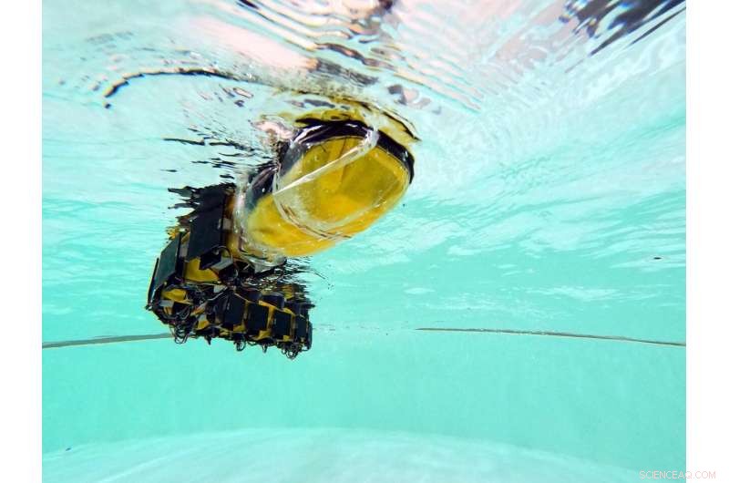 Lamprey-Inspired Robot Reveals How Vertebrates Retain Locomotion After Spinal Cord Injury