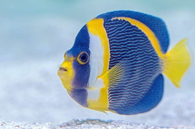 Engineers Decode the Engineering Secrets of Fish Fins  Strength and Flexibility