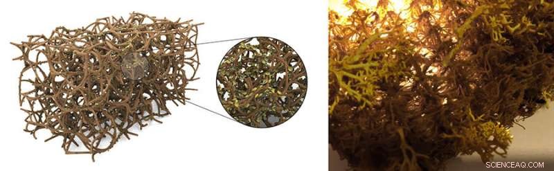 UC Berkeley Breakthrough: Lichens Engineered to Detoxify Indoor Air