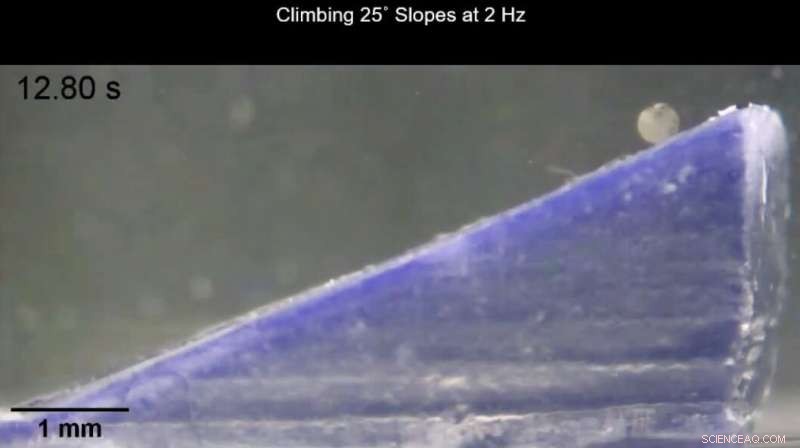 Magnetically Guided Nanorobots for Central Nervous System Drug Delivery