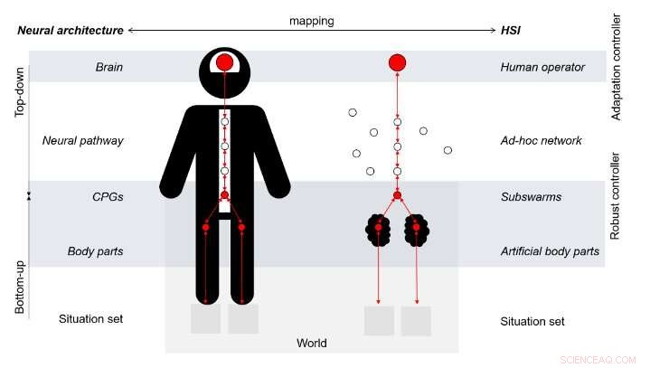 Innovative Theoretical Framework for Self-Organizing Human-Swarm Systems