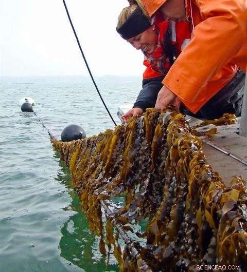 Kelp Biofuel: A Sustainable and Cost-Effective Energy Solution for Remote Communities