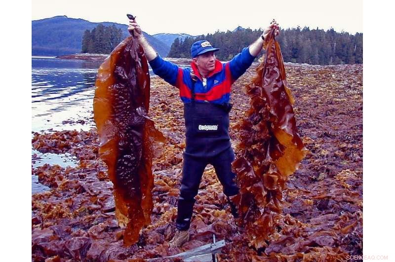 Kelp Biofuel: A Sustainable and Cost-Effective Energy Solution for Remote Communities