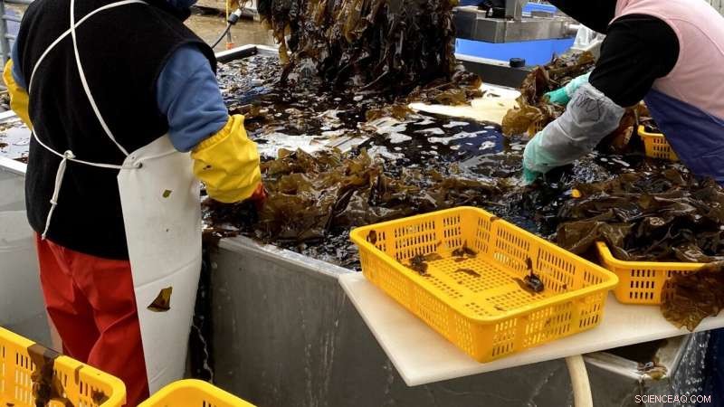 Kelp Biofuel: A Sustainable and Cost-Effective Energy Solution for Remote Communities