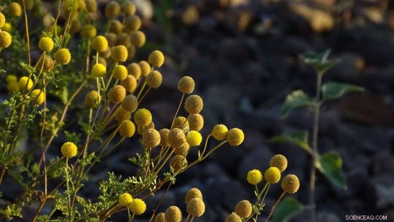 Pennycress Weed: A Sustainable Bio-Jet Fuel Source with Lower Production Impacts, Study Reveals