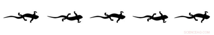 Unveiling Salamander Locomotion: Insights into Flexible Motor Control
