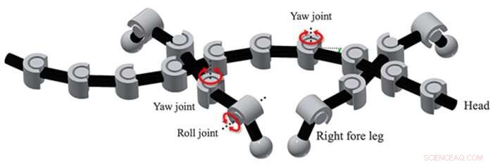 Unveiling Salamander Locomotion: Insights into Flexible Motor Control