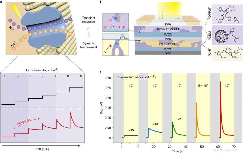 Bio-Inspired Organic Transistor for Adaptive Light Detection