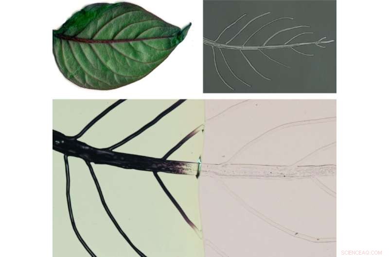 Breakthrough Polymerization Technique Accelerates Smart Tech Manufacturing 600-Fold