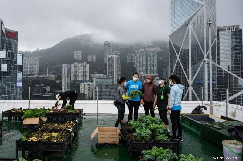 Hong Kong s Rooftop Farms: Greening the Skyline with Urban Agriculture