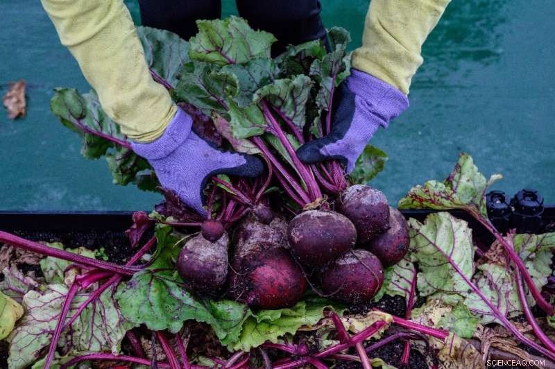 Hong Kong s Rooftop Farms: Greening the Skyline with Urban Agriculture