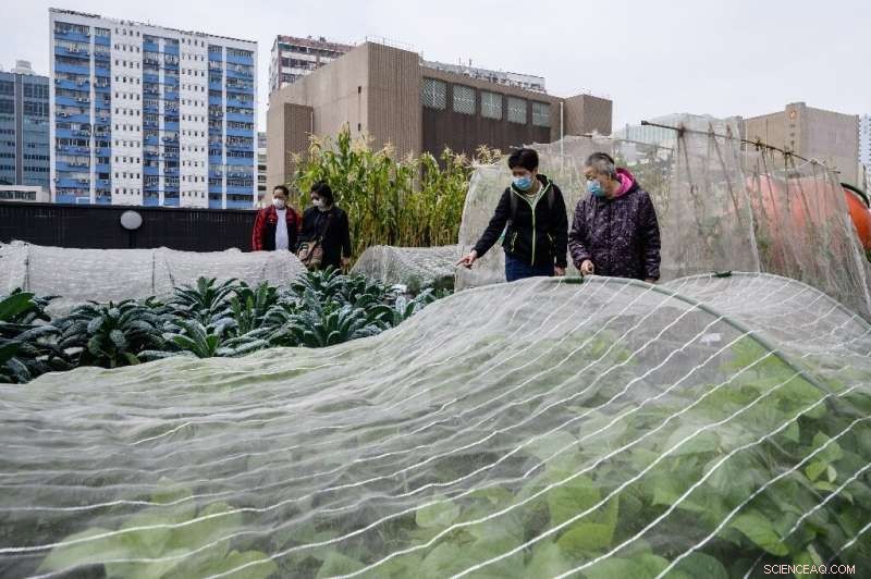 Hong Kong s Rooftop Farms: Greening the Skyline with Urban Agriculture