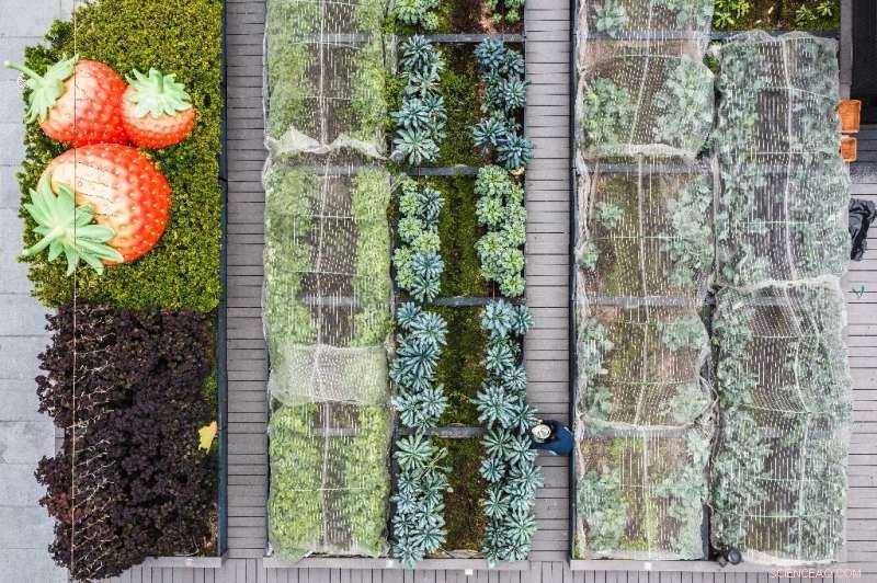 Hong Kong s Rooftop Farms: Greening the Skyline with Urban Agriculture