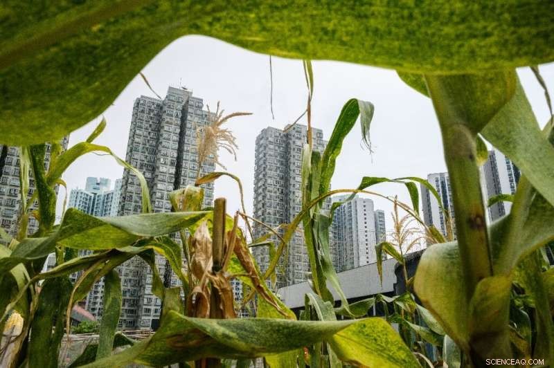 Hong Kong s Rooftop Farms: Greening the Skyline with Urban Agriculture