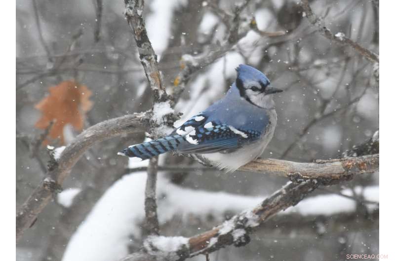 Study Reveals Red Dead Redemption 2 Boosts Real Wildlife Identification Skills in Gamers