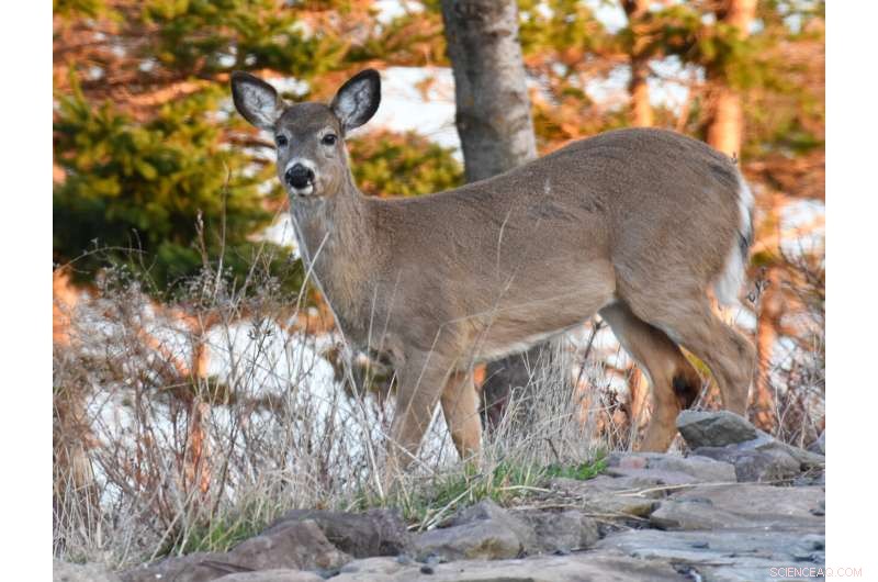 Study Reveals Red Dead Redemption 2 Boosts Real Wildlife Identification Skills in Gamers
