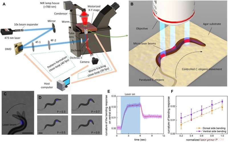 Breakthrough Optogenetic Technique Uses Laser Light to Control Nematode Movement