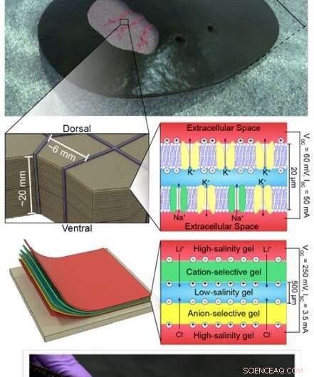 Bio-Inspired Paper-Gel Electronics: A Sustainable Leap in Implantable Technology